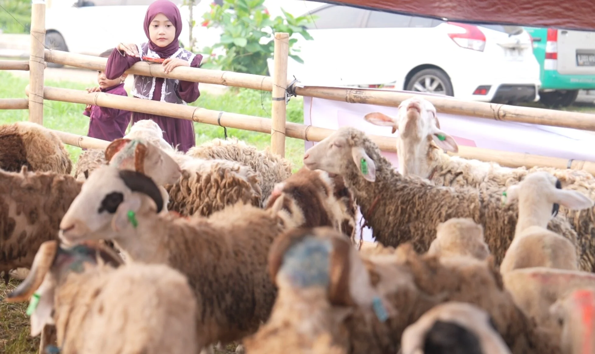 Foto 16 dari album Kurban Bersama Santri 2025